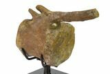 Fossil Hadrosaur (Brachylophosaur) Vertebra - Montana #135462-5